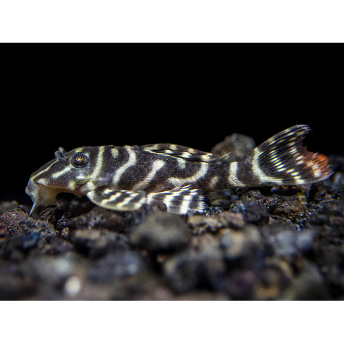 L340 Mega Clown Pleco