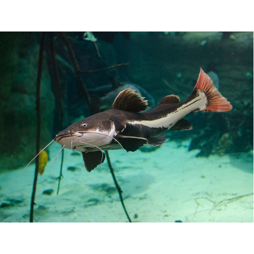 Redtail Catfish 5cm