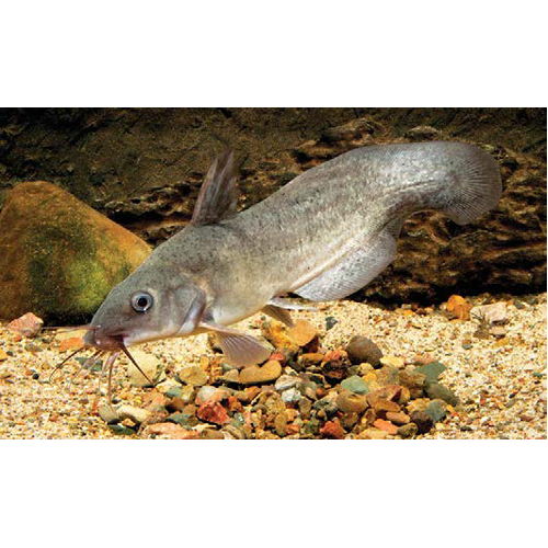 Tandanus Eel-tailed Catfish