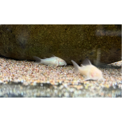 Albino Corydoras