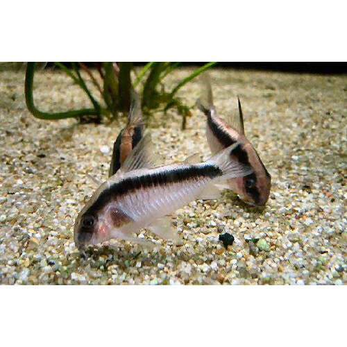 Skunk Cory (Arcuatus)