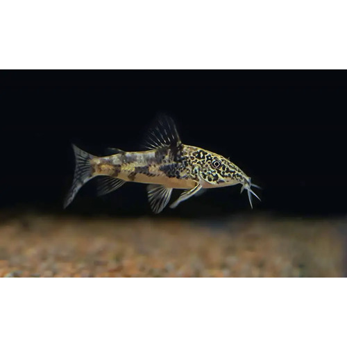 Barbatus Corydoras