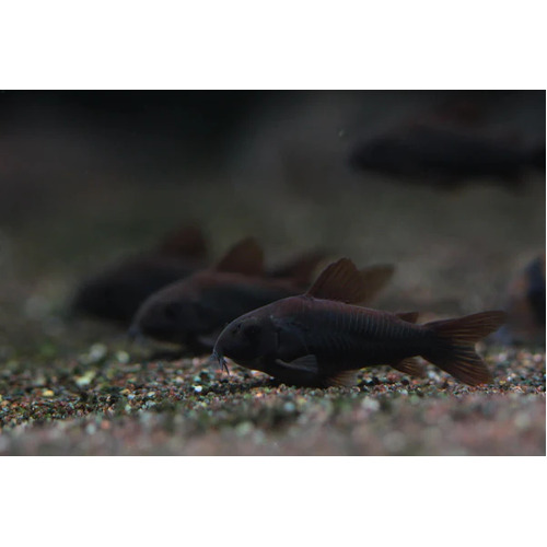 Black Venezulan Corydoras