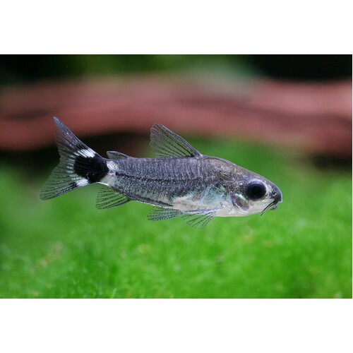 Tailspot/Hastatus Corydoras