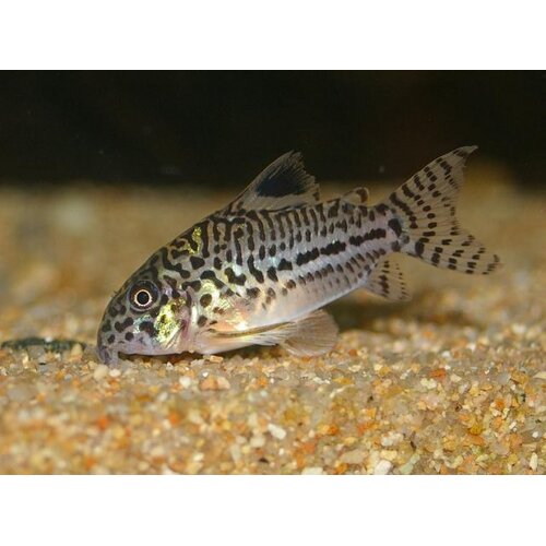 Julii Corydoras (Regular Size)