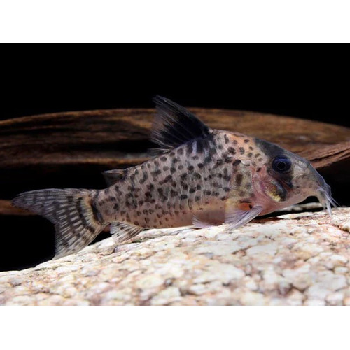 Leucomelas Corydoras