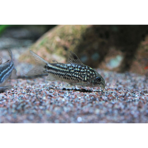 Napoensis Corydoras