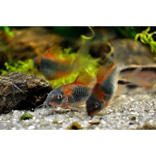 Venezuelan Orange Corydoras