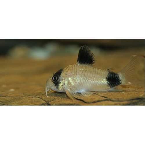 Panda Corydoras