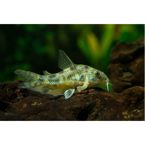 Peppered Corydoras