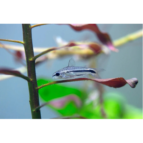 Pygmy Corydora