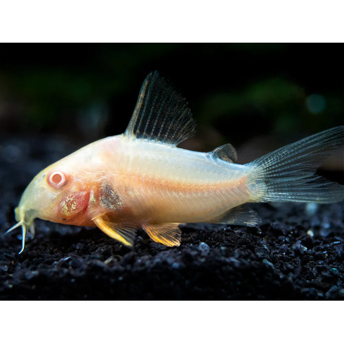 Albino Sterbai Corydoras