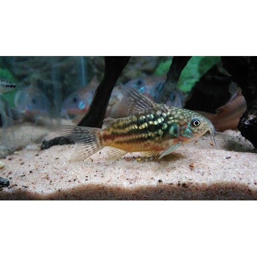 Corydoras Undulatus