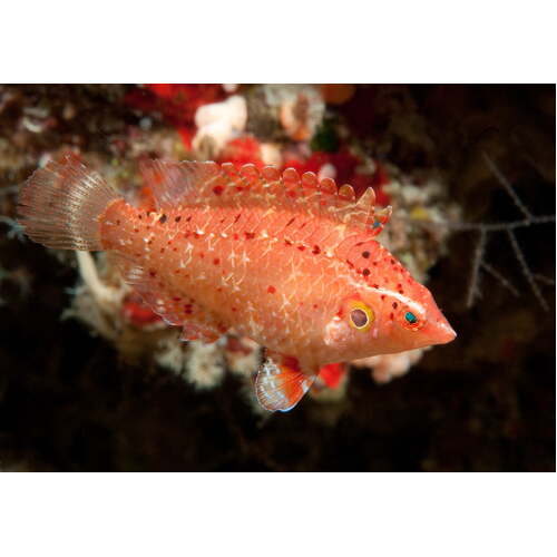 Cryptic Wrasse