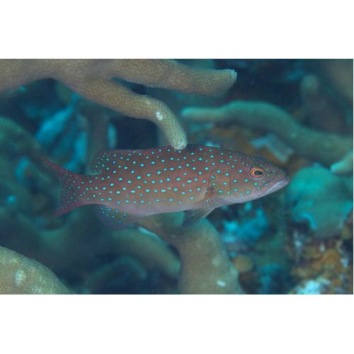 Leopard Coral Trout Juvenile