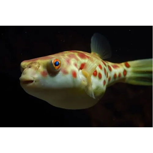 Cross River Puffer (Holy Grail) 4-6cm *Pre-order*