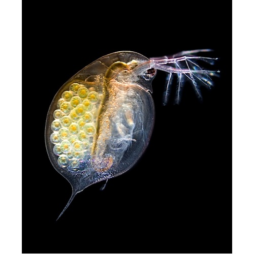 Daphnia Live