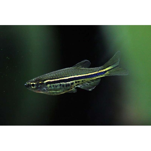 Dwarf Spotted Danio