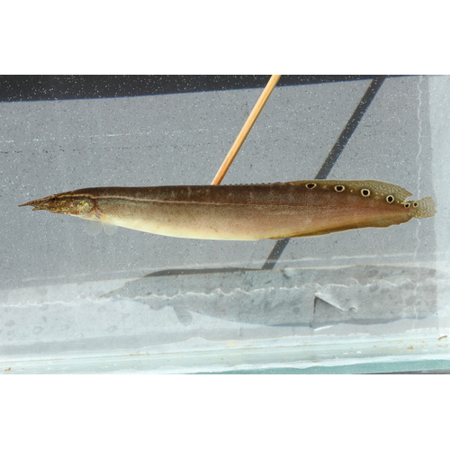 Large Peacock Spiny Eel