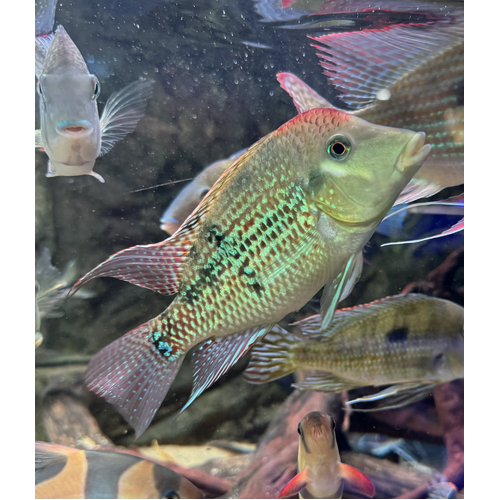 Geophagus Alto Sinu 10cm