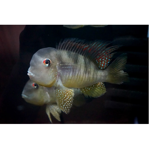 Geophagus Balzani