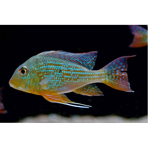 Geophagus Sp. Pindare 5cm