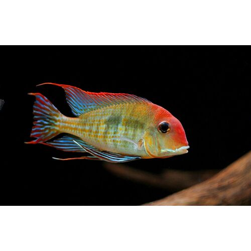 Geophagus Pyrocephalus 5cm