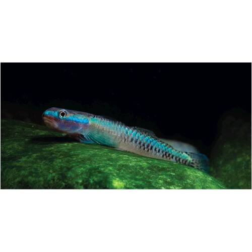 Blue Chin Goby