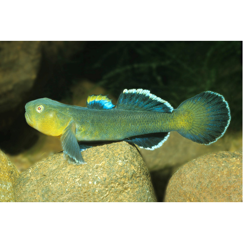 Desert Goby