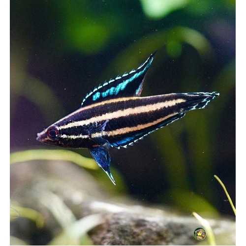 Licorice Gourami