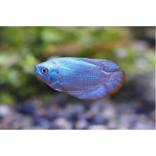 Neon Blue Dwarf Gourami