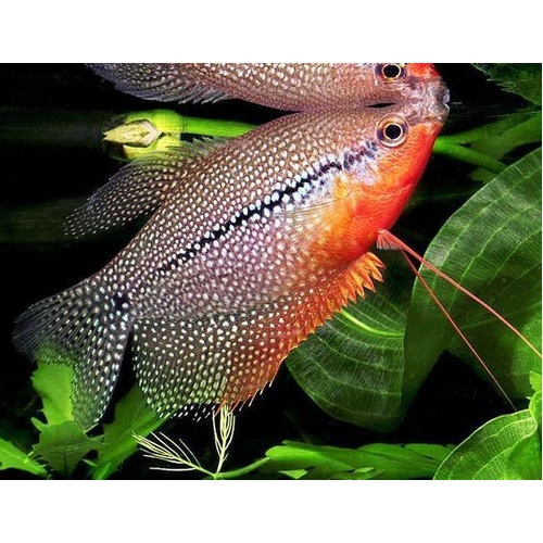 Pearl Gourami