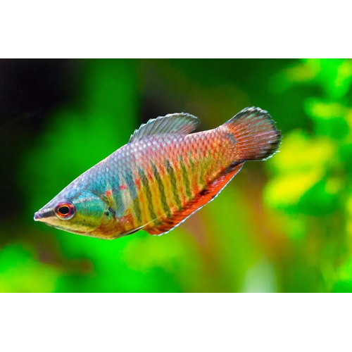 Samurai Gourami