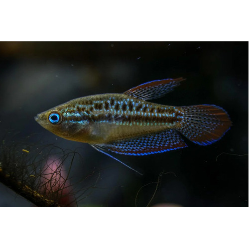 Sparkling Gourami