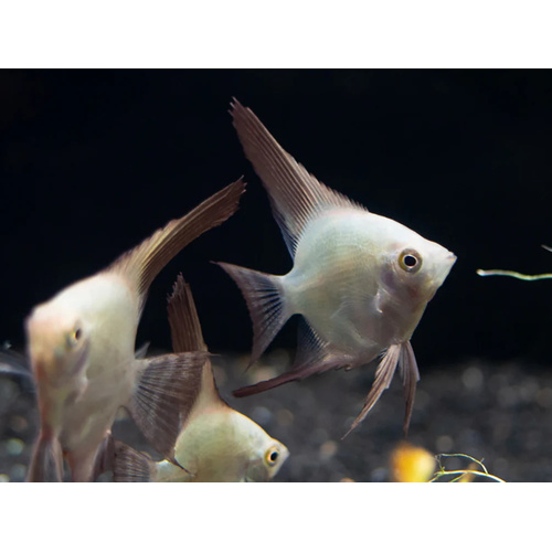 Bulgarian Seal Point Angelfish 5cm