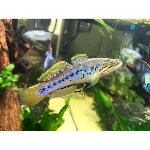 Purple Spotted Gudgeon