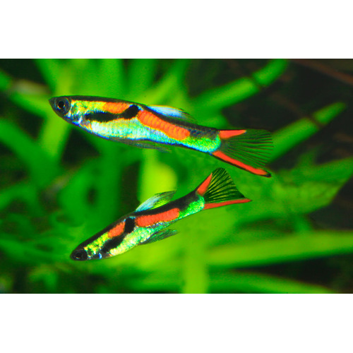 Endler Guppy Assorted