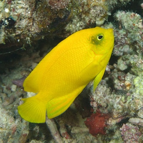 Herald's Angelfish