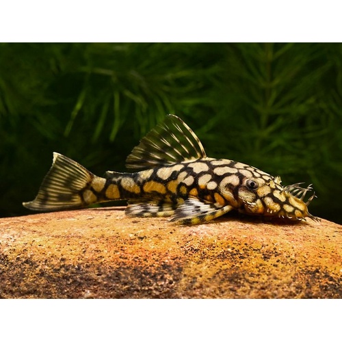 Honeycomb Bristlenose 4-5cm