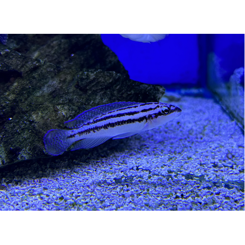 Julidochromis dickfeldi