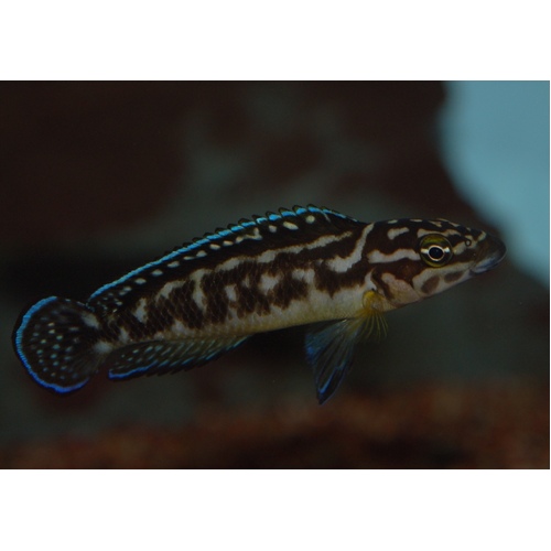 Julidochromis Transcriptus 