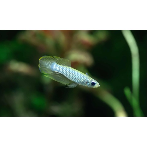 Norman's Lamp Eye Killifish