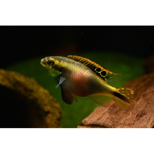 Kribensis Cichlid