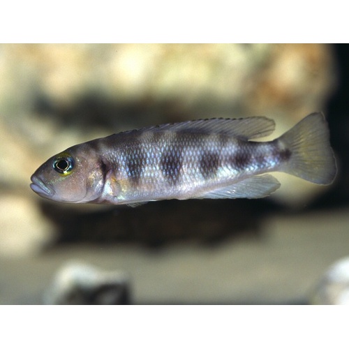 Lepidiolamprologus Hecqui