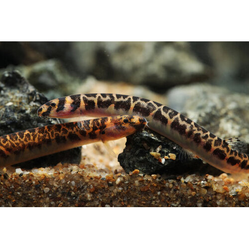 Leopard Kuhli Loach