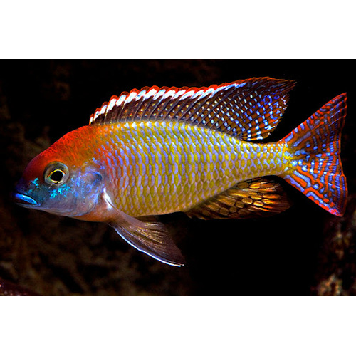 Lethrinops Red Cap 'Mdoka' Breeding Pair