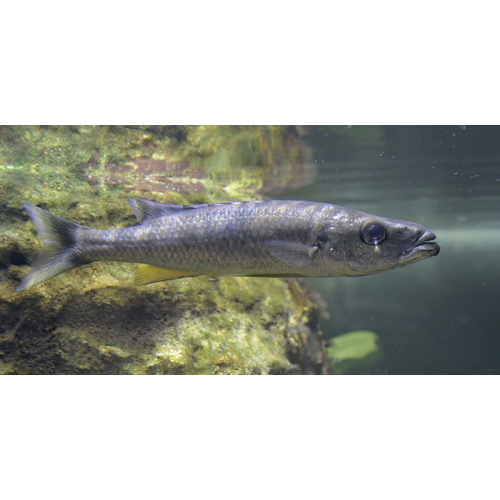 Malawi Barracuda