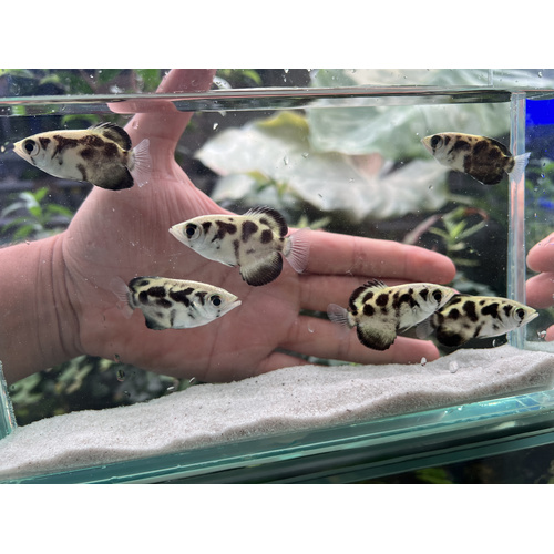 Marbled Archerfish 4-5cm