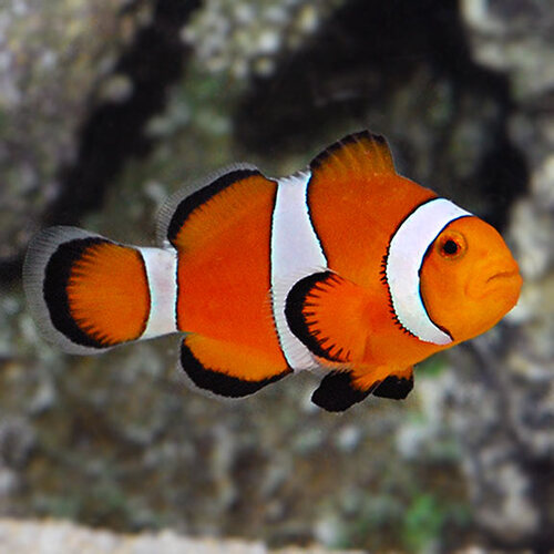 Percula Clownfish 