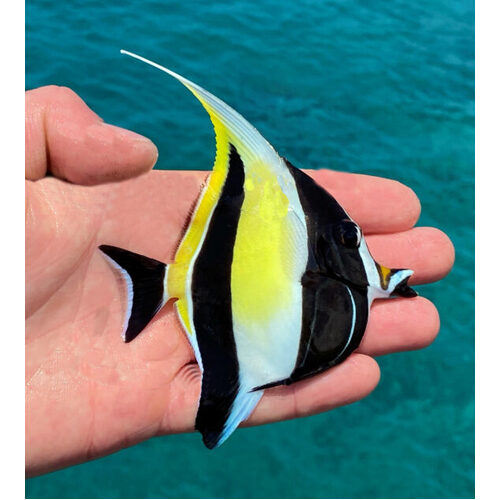 Moorish Idol